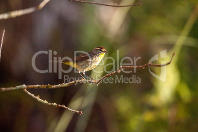 Palm warbler bird Setophaga palmarum