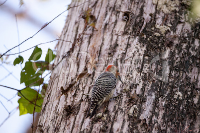 Red-bellied woodpecker Melanerpes carolinus