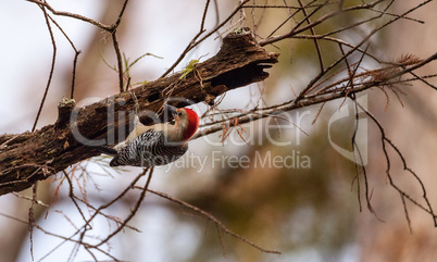 Red-bellied woodpecker Melanerpes carolinus