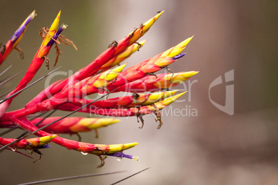 Bromeliad Tillandsia flowers bloom on the side of a cypress tree