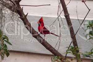 Male red Northern cardinal bird Cardinalis cardinalis