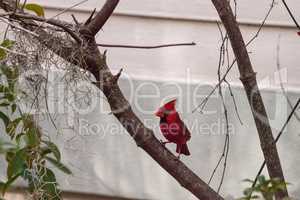 Male red Northern cardinal bird Cardinalis cardinalis