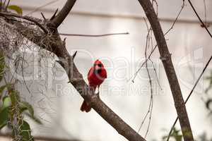 Male red Northern cardinal bird Cardinalis cardinalis