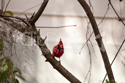 Male red Northern cardinal bird Cardinalis cardinalis