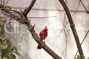 Male red Northern cardinal bird Cardinalis cardinalis