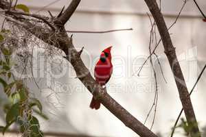 Male red Northern cardinal bird Cardinalis cardinalis