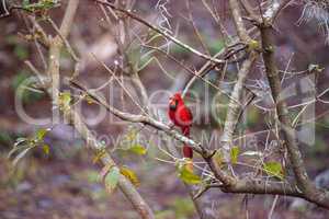 Male red Northern cardinal bird Cardinalis cardinalis