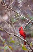 Male red Northern cardinal bird Cardinalis cardinalis