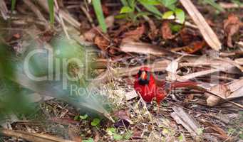 Male red Northern cardinal bird Cardinalis cardinalis