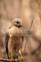 Red shouldered Hawk Buteo lineatus hunts for prey