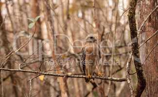 Red shouldered Hawk Buteo lineatus hunts for prey