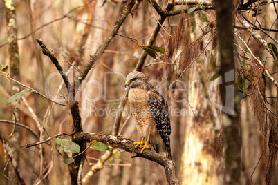 Red shouldered Hawk Buteo lineatus hunts for prey