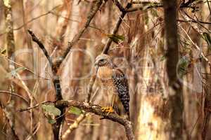 Red shouldered Hawk Buteo lineatus hunts for prey