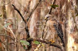 Red shouldered Hawk Buteo lineatus hunts for prey