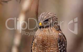 Red shouldered Hawk Buteo lineatus hunts for prey