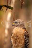 Red shouldered Hawk Buteo lineatus hunts for prey