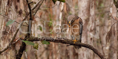 Red shouldered Hawk Buteo lineatus hunts for prey