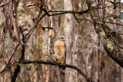 Red shouldered Hawk Buteo lineatus hunts for prey