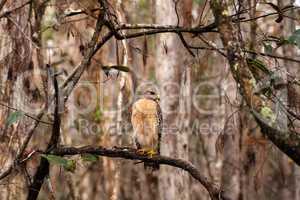 Red shouldered Hawk Buteo lineatus hunts for prey