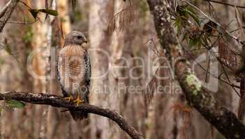 Red shouldered Hawk Buteo lineatus hunts for prey