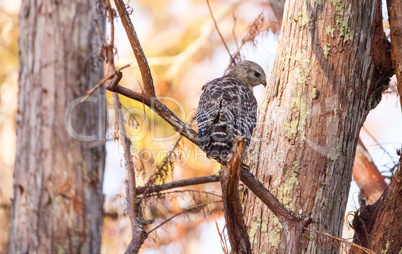 Red shouldered Hawk Buteo lineatus