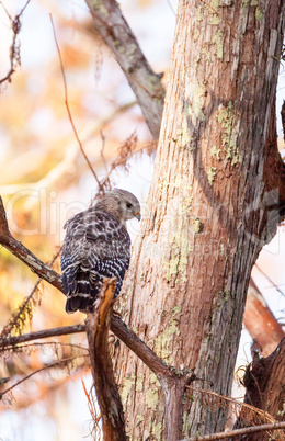 Red shouldered Hawk Buteo lineatus