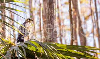 Red shouldered Hawk Buteo lineatus