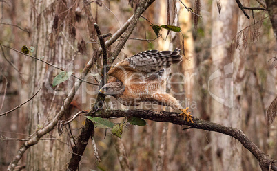 Red shouldered Hawk Buteo lineatus hunts for prey