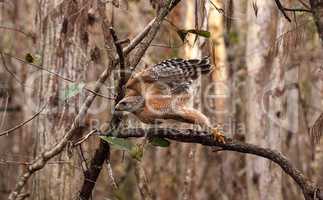 Red shouldered Hawk Buteo lineatus hunts for prey