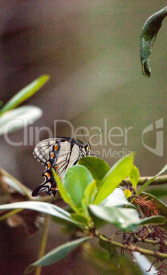 Tiger Swallowtail butterfly Papilio glaucus