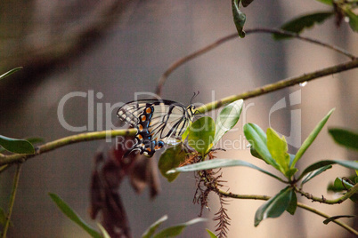 Tiger Swallowtail butterfly Papilio glaucus