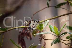Tiger Swallowtail butterfly Papilio glaucus