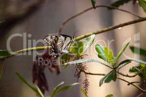 Tiger Swallowtail butterfly Papilio glaucus
