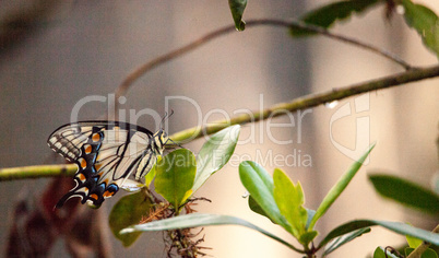 Tiger Swallowtail butterfly Papilio glaucus