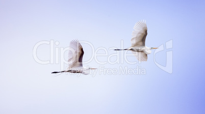 Two Great egret birds Ardea alba flying
