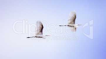 Two Great egret birds Ardea alba flying