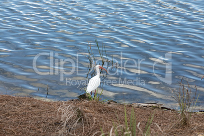American White ibis Eudocimus albus