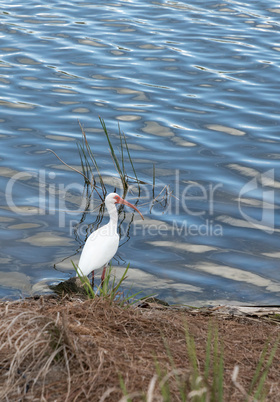 American White ibis Eudocimus albus