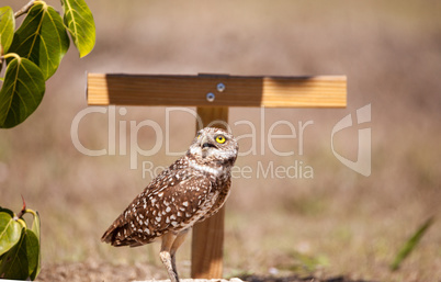 Burrowing owl Athene cunicularia