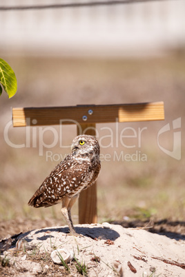 Burrowing owl Athene cunicularia