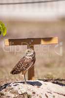 Burrowing owl Athene cunicularia