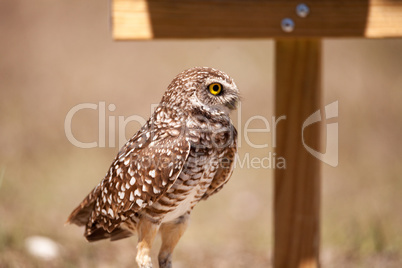 Burrowing owl Athene cunicularia