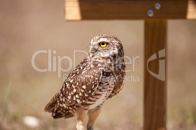 Burrowing owl Athene cunicularia