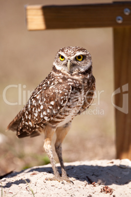 Burrowing owl Athene cunicularia