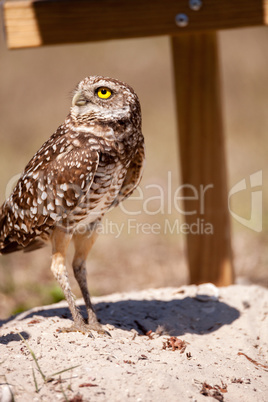 Burrowing owl Athene cunicularia