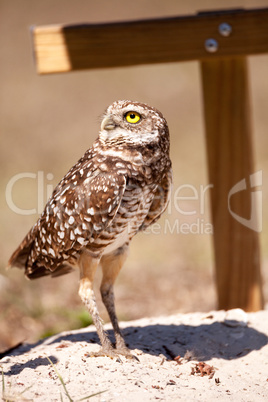 Burrowing owl Athene cunicularia Burrowing owl Athene cunicularia