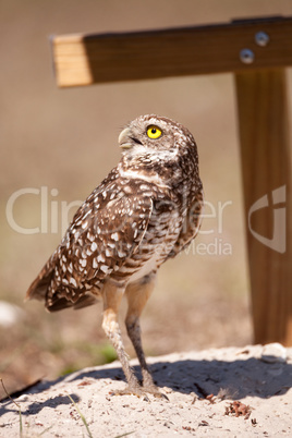 Burrowing owl Athene cunicularia