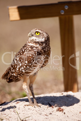 Burrowing owl Athene cunicularia