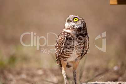 Burrowing owl Athene cunicularia