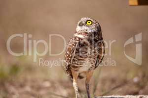 Burrowing owl Athene cunicularia